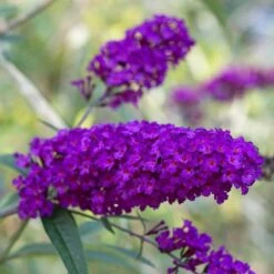 Buddleja Davidii 'African Queen' (14cm Pot)