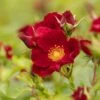 Bee Perfect Rose 'Bijenweelde®' Red - (5x Bare Root) -Bird Supply Store 80153 3 1