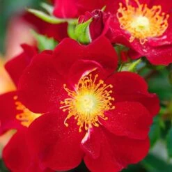 Bee Perfect Rose 'Bijenweelde®' Red (2L Pot) -Bird Supply Store 801530120 bienenweide rot