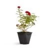 Bee Perfect Rose 'Bijenweelde®' Red (2L Pot) 2 Bee Perfect Rose 'Bijenweelde®' Red (2L Pot) -Bird Supply Store 801530120 bijenweelde rood dv 5928