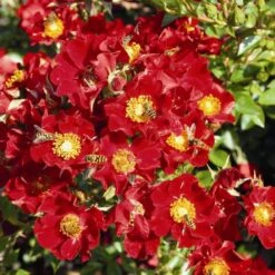 Luxury Roses 'Bijenweelde®' (5x Bare Root) -Bird Supply Store 80153 1 1