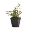 Bee Perfect Rose 'Bijenweelde®' Yellow (2L Pot) -Bird Supply Store 801550120 bijenweelde geel dv 5932