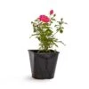 Bee Perfect Rose 'Bijenweelde®' Pink (2L Pot) 2 Bee Perfect Rose 'Bijenweelde®' Pink (2L Pot) -Bird Supply Store 801570120 bijenweelde roze dv 5929