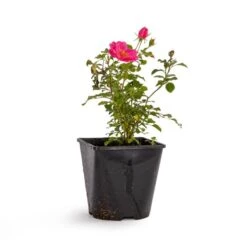 Bee Perfect Rose 'Bijenweelde®' Pink (2L Pot)