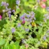 Garden Catmint 'Nepeta Faassenii' (8 X 9cm Pots) -Bird Supply Store 801632 1