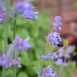 Bee Border -Bird Supply Store 80163 1