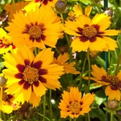 Coreopsis Grandiflora Sonnekind (4 X 11cm Pots)