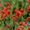 Geum 'Chiloense Mrs. Bradshaw' (8 X 9cm Pots) -Bird Supply Store 80232 1