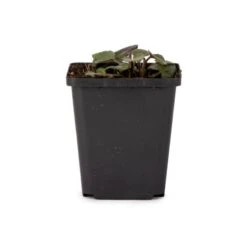 Black-Eyed Susan 'Rudbeckia Fulgida Goldsturm' (8 X 9cm Pots) -Bird Supply Store 802800120 rudbeckia fulgida goldsturm dv 9093 2