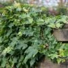 Ivy 'Hedera Hibernica' (8 X 9cm Pots) -Bird Supply Store 80340 1 1