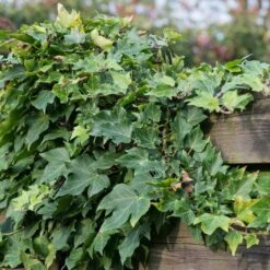 Ivy 'Hedera Hibernica' (8 X 9cm Pots)