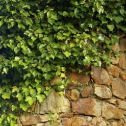 Ivy 'Hedera Hibernica' (8 X 9cm Pots) -Bird Supply Store 80340 2 1