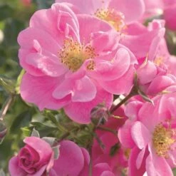 Bee Perfect Rose 'Bijenweelde®' Pink - (5x Bare Root)