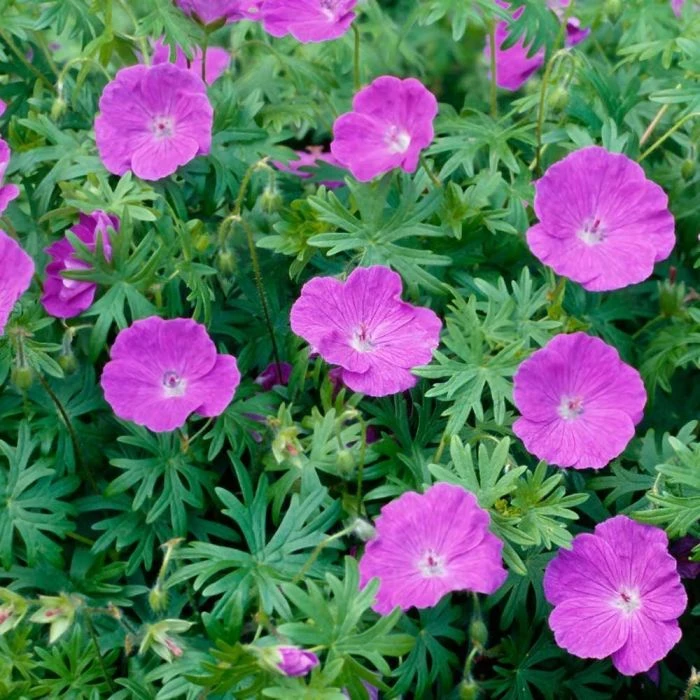 Geranium Sanguineum (4x 11cm Pots) 3 Geranium Sanguineum (4x 11cm Pots)