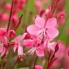Gaura Lindheimeri 'Florgaured' (4 X 11cm Pots)