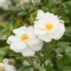 Bee Perfect Rose (Bijenweelde®) White (2L Pot) -Bird Supply Store 80486 3