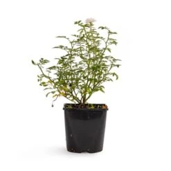 Bee Perfect Rose (Bijenweelde®) White (2L Pot) -Bird Supply Store 80580120 bijenweelde wit dv 5933