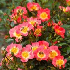Bee Perfect Rose 'Bijenweelde®' Bicolour - (5x Bare Root)