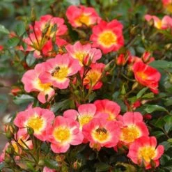 Luxury Roses 'Bijenweelde®' (5x Bare Root) -Bird Supply Store 80931 bienenweide r bicolor 1 1 1 1