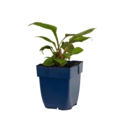 Coneflower 'Echinacea Purple Magnus' (4 X 11cm Pots) -Bird Supply Store 810300120 echinacea purpurea magnus studio 1 1