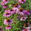 Coneflower 'Echinacea Purple Magnus' (4 X 11cm Pots) 1 Coneflower 'Echinacea Purple Magnus' (4 X 11cm Pots) -Bird Supply Store 810300120 echinacea purpurea magnus 1 1