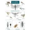 ID Chart - Guide To Insects Of The British Isles -Bird Supply Store 8819055