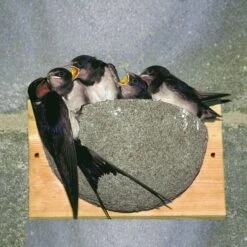 Swallow Nest Box