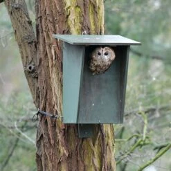 Tawny Owl, Stock Dove And Jackdaw Nest Box