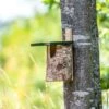 National Trust Birch Open Nest Box -Bird Supply Store 905230119 berken nestkast half open sw sem low res 8529