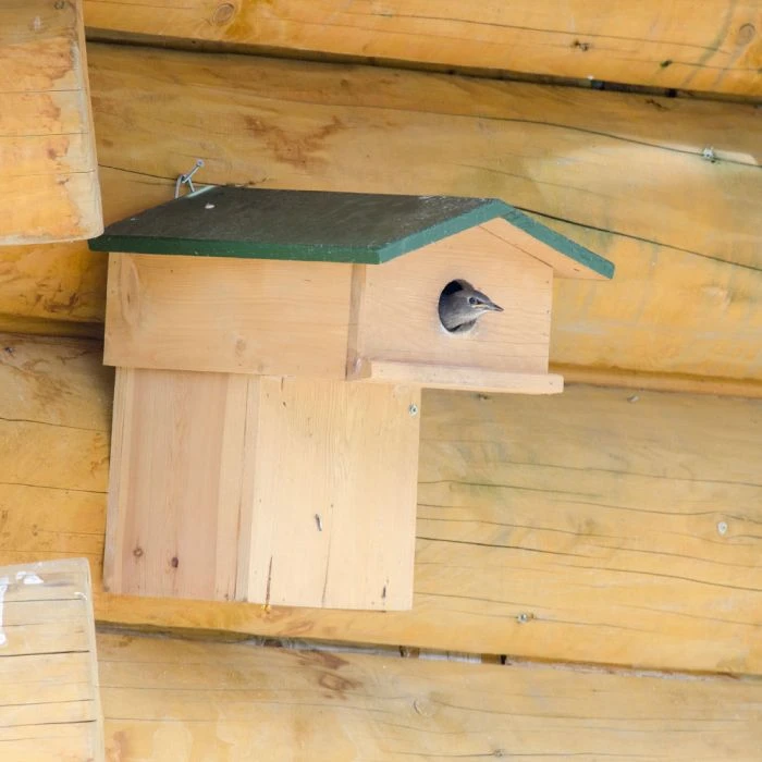 Starling Nest Box With Balcony 3 Starling Nest Box With Balcony