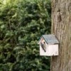 Helsinki 28mm Nest Box -Bird Supply Store 909760119 helsinki nest box 28 mm sw low res 9171