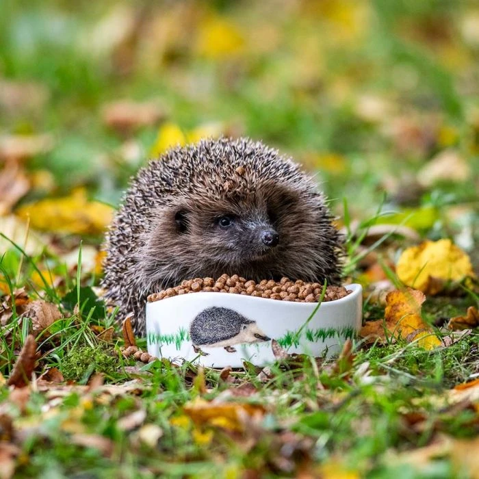 Premium Hedgehog Biscuits 4 Premium Hedgehog Biscuits - Image 2