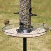 Large Feeder Tray -Bird Supply Store 94061 1
