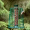 Medium Peanut Bird Feeder With Guardian 1 Medium Peanut Bird Feeder With Guardian -Bird Supply Store 94546 peanut feeder