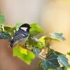 Bird-friendly Border -Bird Supply Store 95200 hedera hibernica ivy 1