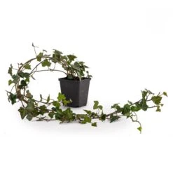 Ivy 'Hedera Hibernica' (8 X 9cm Pots) -Bird Supply Store 952690120 groene hedra dv 5911 1