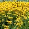 Black-Eyed Susan 'Rudbeckia Fulgida Goldsturm' (8 X 9cm Pots) -Bird Supply Store 95278 1 2