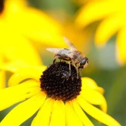 Black-Eyed Susan 'Rudbeckia Fulgida Goldsturm' (8 X 9cm Pots) -Bird Supply Store 95278 2 2