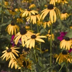 Black-Eyed Susan 'Rudbeckia Fulgida Goldsturm' (8 X 9cm Pots) -Bird Supply Store 95278 3