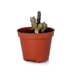 Sedum Spectabile 'Brillant' (8 X 9cm Pots) -Bird Supply Store 952810120 sedum spectibile briljant dv 7221 1