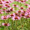 Purple Coneflower 'Echinacea Purpurea' (8 X 9cm Pots) 1 Purple Coneflower 'Echinacea Purpurea' (8 X 9cm Pots) -Bird Supply Store 95288 1 3