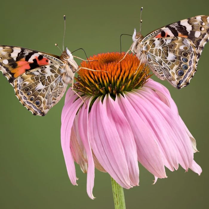Purple Coneflower 'Echinacea Purpurea' (8 X 9cm Pots) 4 Purple Coneflower 'Echinacea Purpurea' (8 X 9cm Pots) - Image 2
