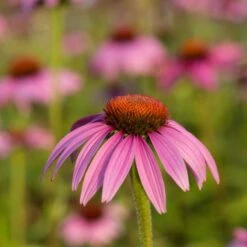 Purple Coneflower 'Echinacea Purpurea' (8 X 9cm Pots) 8 Purple Coneflower 'Echinacea Purpurea' (8 X 9cm Pots) -Bird Supply Store 95288 5 2