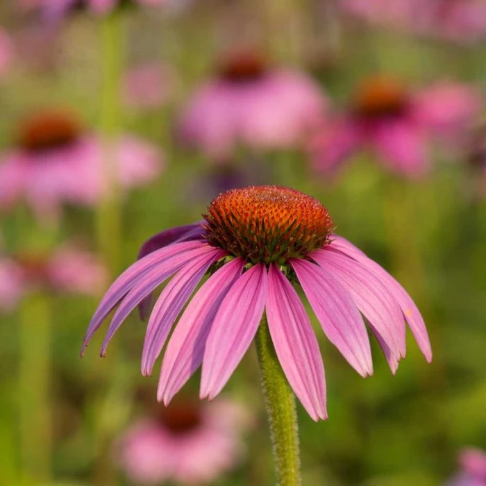 Purple Coneflower 'Echinacea Purpurea' (8 X 9cm Pots) 5 Purple Coneflower 'Echinacea Purpurea' (8 X 9cm Pots) - Image 3