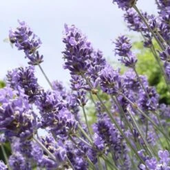 Lavender 'Lavandula Angustifolia Hidcote' (14cm Pot) -Bird Supply Store 95296 1 1