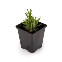 Lavender 'Lavandula Angustifolia Hidcote' (14cm Pot) -Bird Supply Store 952960120 lavandula angustifolia hidcote dv 3678