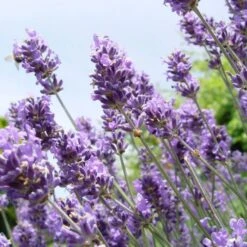 Bird-friendly Border -Bird Supply Store 95296 2 6