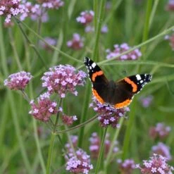 Purple Top Vervain 'Verbena Bonariensis' (8 X 9cm Pots)