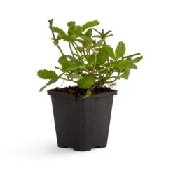 Purple Top Vervain 'Verbena Bonariensis' (8 X 9cm Pots) 11 Purple Top Vervain 'Verbena Bonariensis' (8 X 9cm Pots) -Bird Supply Store 953700120 ijzerhard dv 5904 1