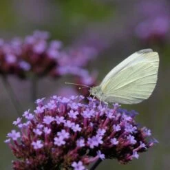 Purple Top Vervain 'Verbena Bonariensis' (8 X 9cm Pots) 9 Purple Top Vervain 'Verbena Bonariensis' (8 X 9cm Pots) -Bird Supply Store 95370 1 2